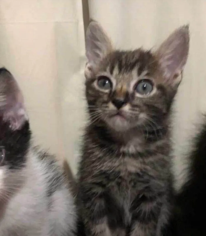 Gato ra a SRD-ViraLata idade Abaixo de 2 meses nome Thomas /Zeus