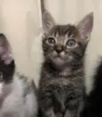 Thomas /Zeus