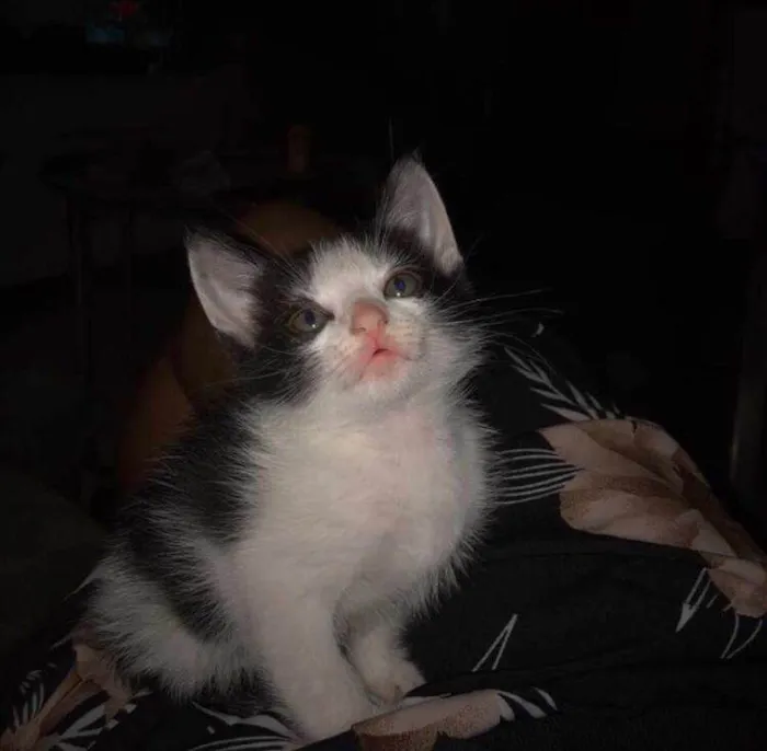 Gato ra a SRD-ViraLata idade Abaixo de 2 meses nome Thomas /Zeus