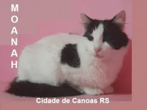 Gato raça SRD-ViraLata idade 1 ano nome MOANAH