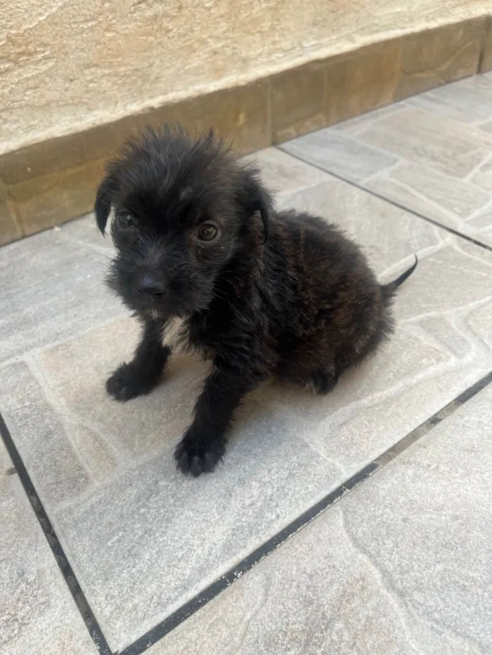 Cachorro ra a Mix de Lhasa idade Abaixo de 2 meses nome Pedro