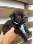 Pedro
