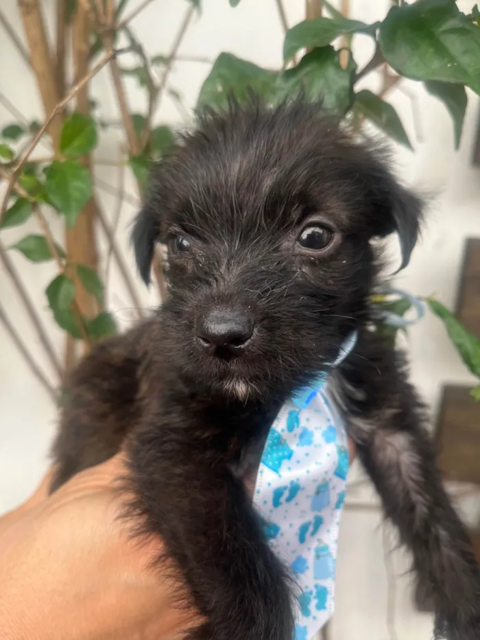 Cachorro ra a Mix de Lhasa idade Abaixo de 2 meses nome Pedro