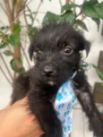 Pedro