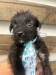 Pedro