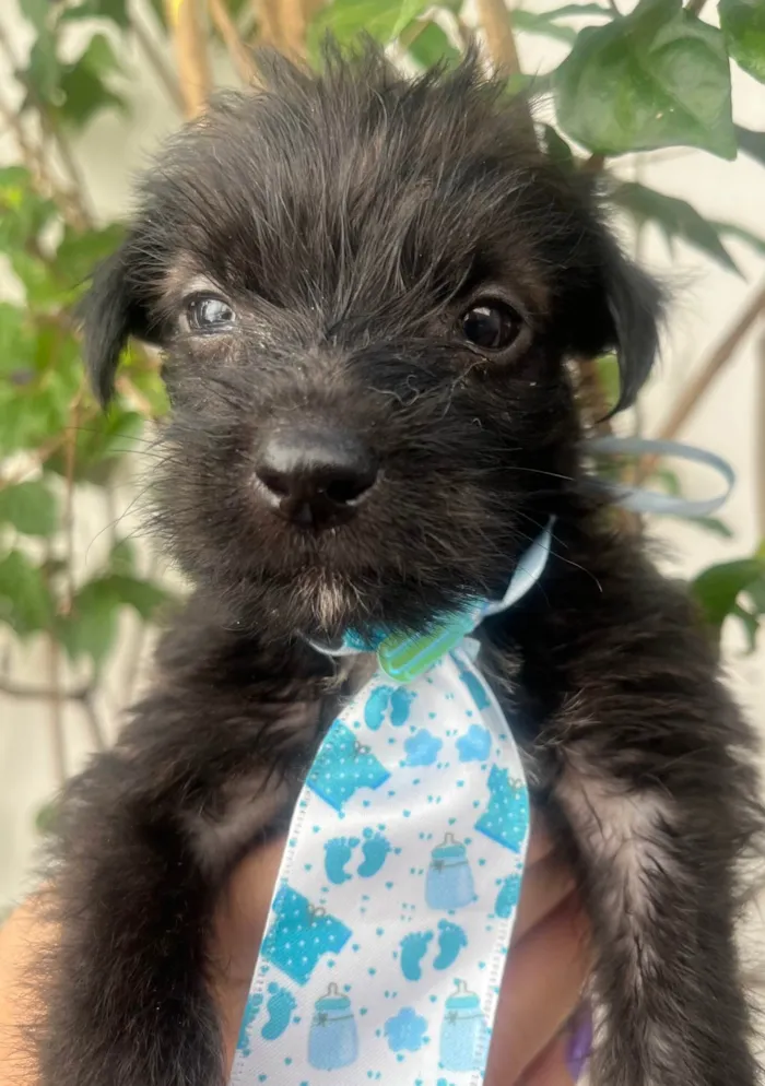 Cachorro ra a Mix de Lhasa idade Abaixo de 2 meses nome Pedro