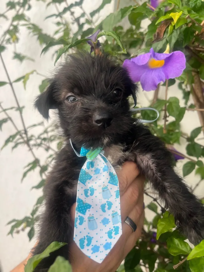 Cachorro ra a Mix de Lhasa idade Abaixo de 2 meses nome Pedro