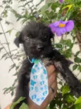 Pedro