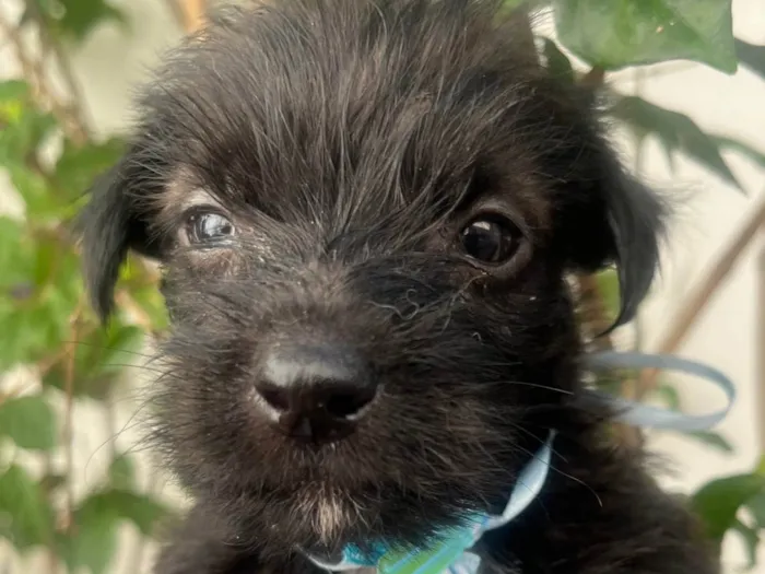 Cachorro ra a Mix de Lhasa idade Abaixo de 2 meses nome Pedro