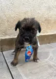 Paulo