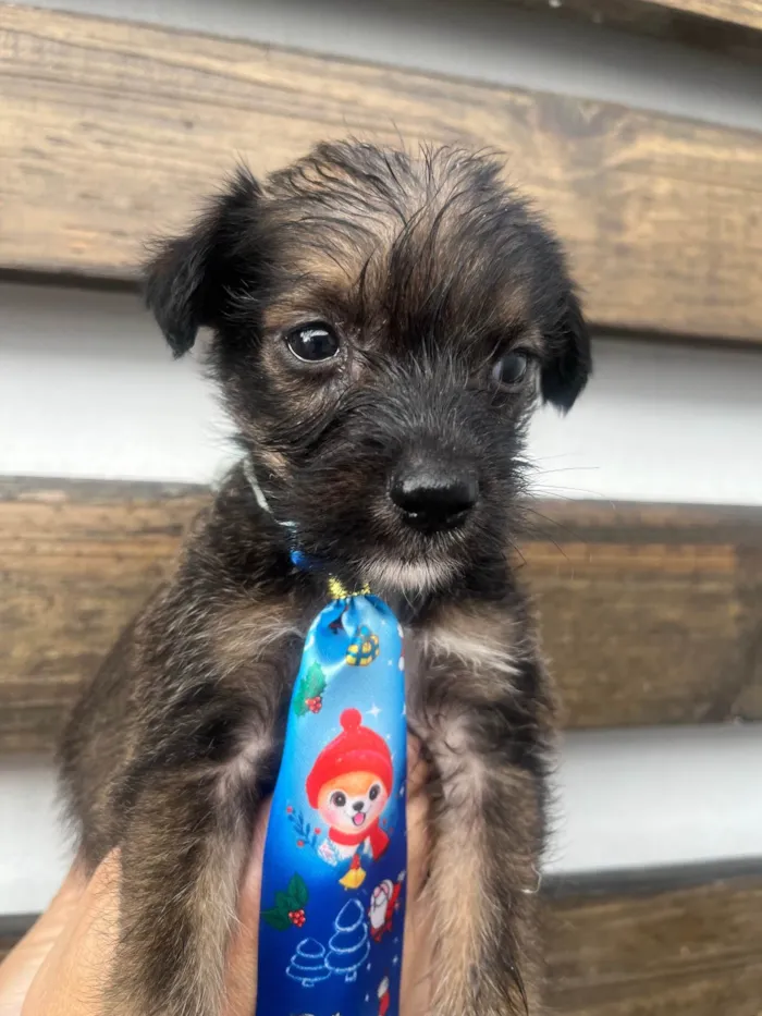 Cachorro ra a Mix de Lhasa idade Abaixo de 2 meses nome Paulo