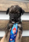 Paulo