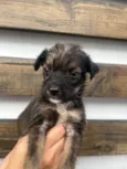 Paulo