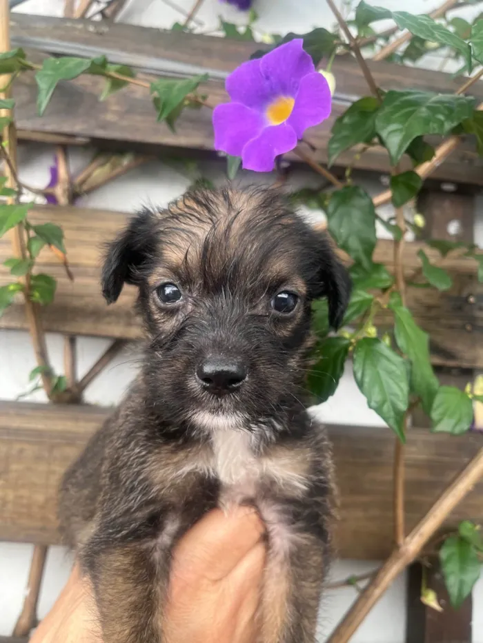 Cachorro ra a Mix de Lhasa idade Abaixo de 2 meses nome Paulo