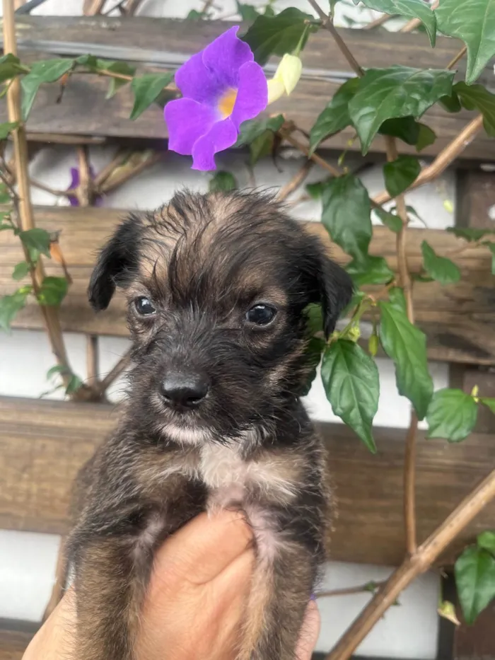 Cachorro ra a Mix de Lhasa idade Abaixo de 2 meses nome Paulo