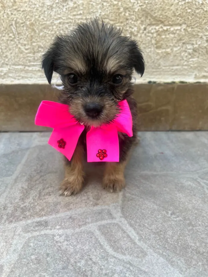 Cachorro ra a Mix de Lhasa idade Abaixo de 2 meses nome Maria Luiza