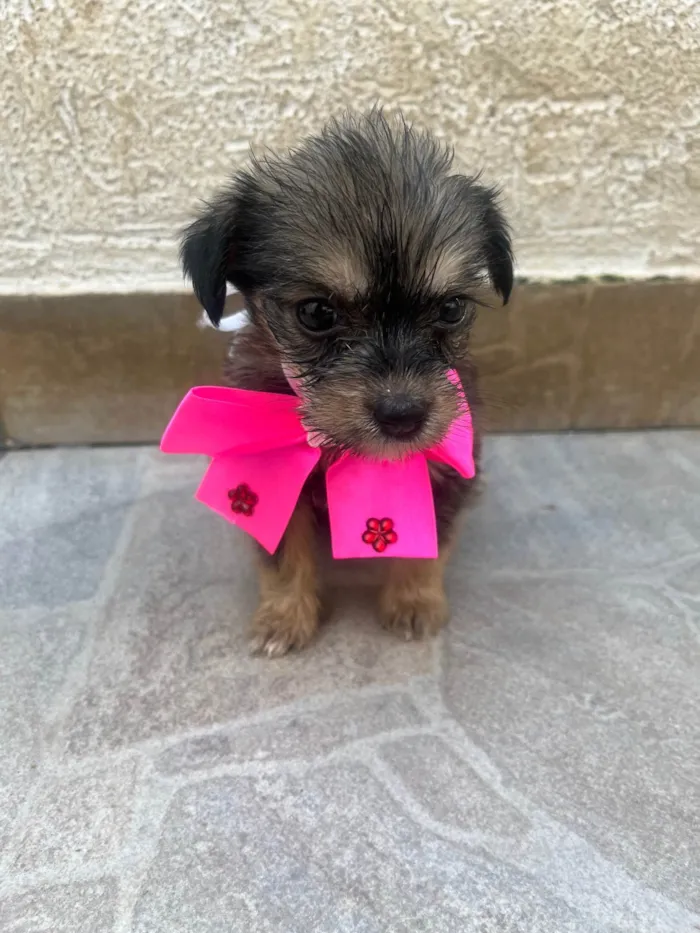 Cachorro ra a Mix de Lhasa idade Abaixo de 2 meses nome Maria Luiza