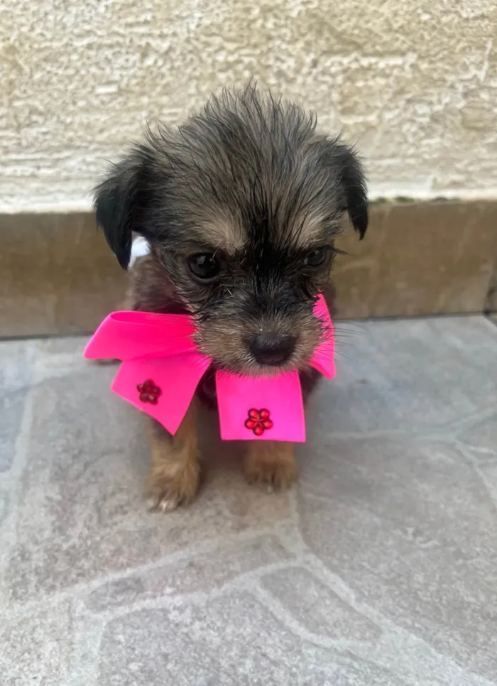 Cachorro ra a Mix de Lhasa idade Abaixo de 2 meses nome Maria Luiza