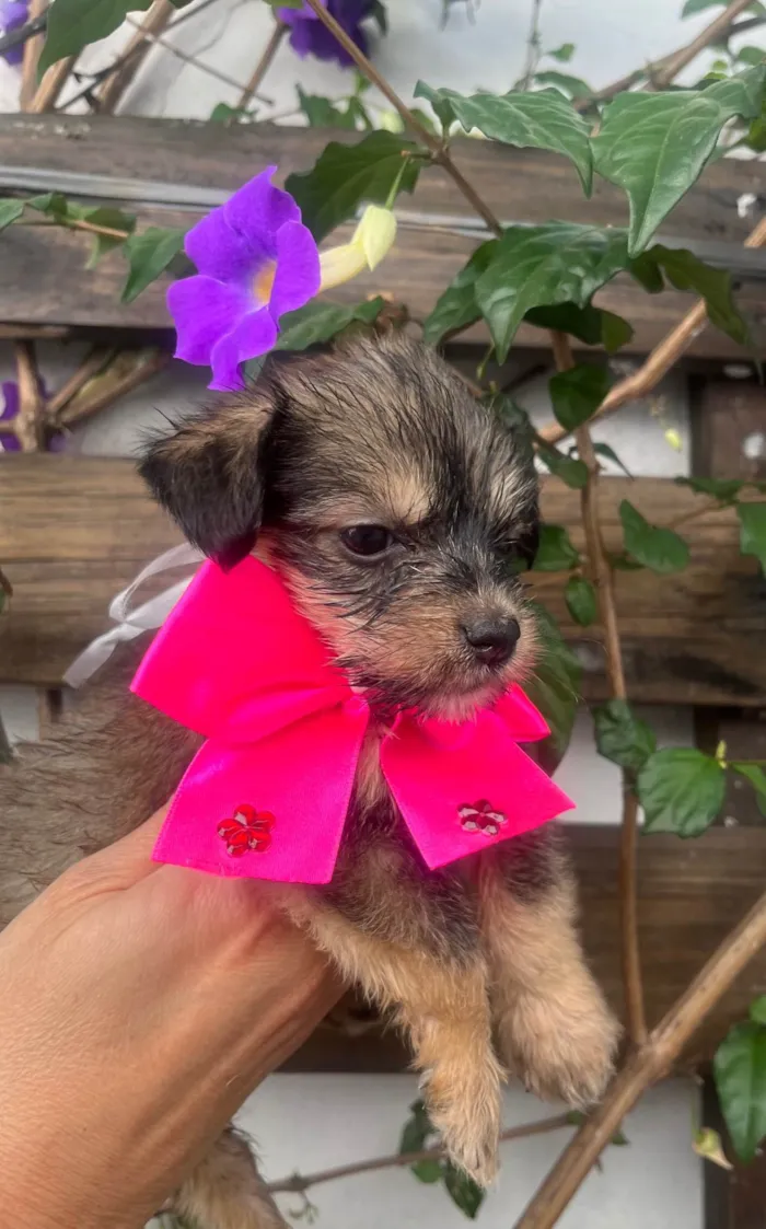 Cachorro ra a Mix de Lhasa idade Abaixo de 2 meses nome Maria Luiza