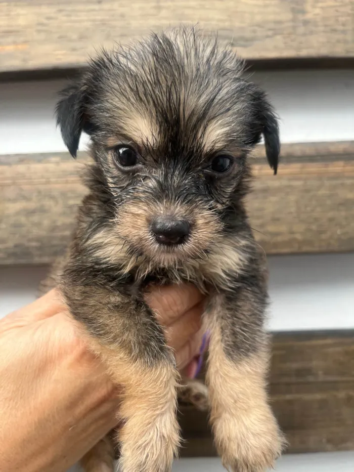 Cachorro ra a Mix de Lhasa idade Abaixo de 2 meses nome Maria Luiza