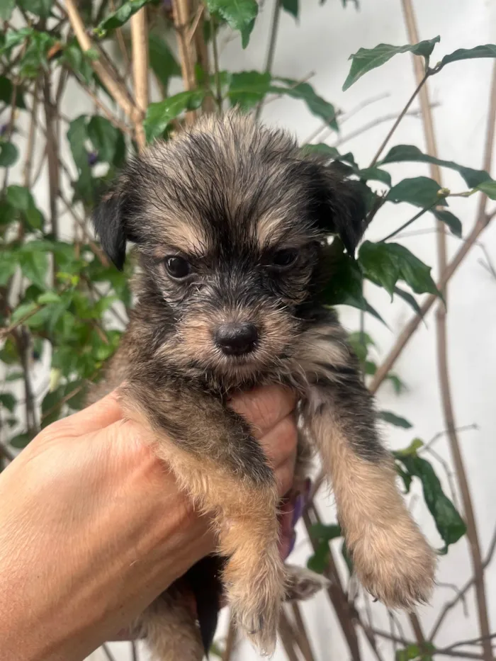 Cachorro ra a Mix de Lhasa idade Abaixo de 2 meses nome Maria Luiza