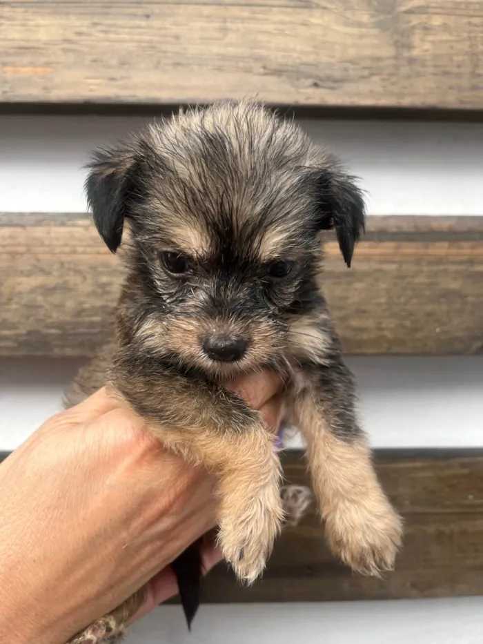 Cachorro ra a Mix de Lhasa idade Abaixo de 2 meses nome Maria Luiza
