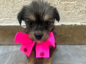 Cachorro raça Mix de Lhasa idade Abaixo de 2 meses nome Maria Luiza