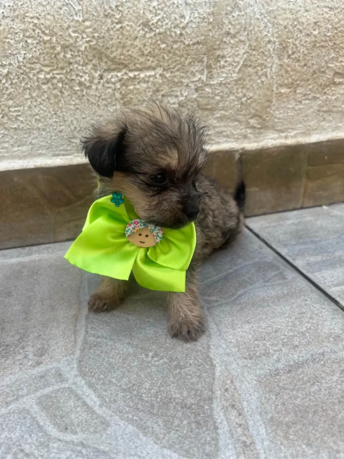 Cachorro ra a Mix de Lhasa idade Abaixo de 2 meses nome Maria Fernanda 