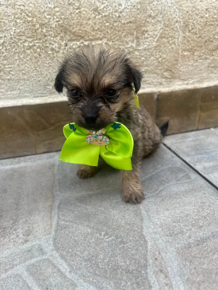 Cachorro ra a Mix de Lhasa idade Abaixo de 2 meses nome Maria Fernanda 