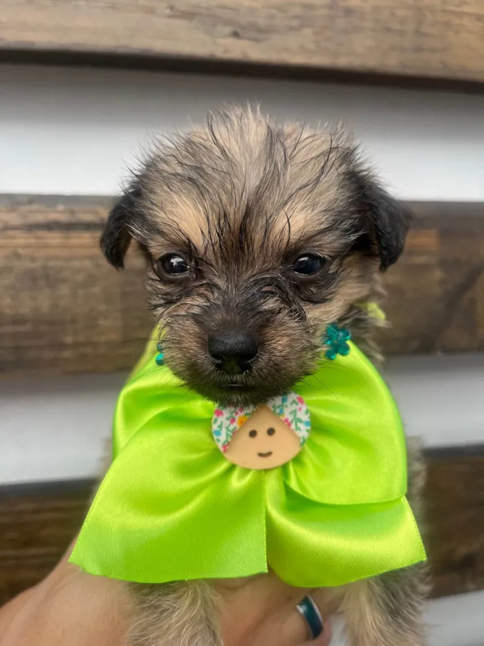 Cachorro ra a Mix de Lhasa idade Abaixo de 2 meses nome Maria Fernanda 