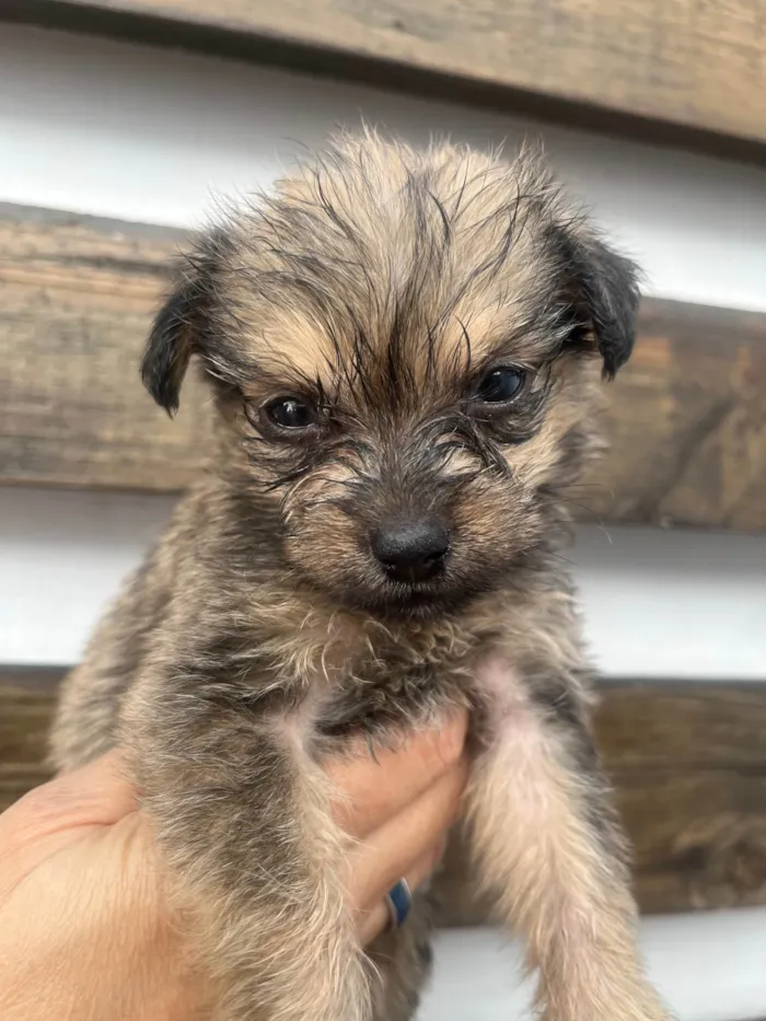 Cachorro ra a Mix de Lhasa idade Abaixo de 2 meses nome Maria Fernanda 