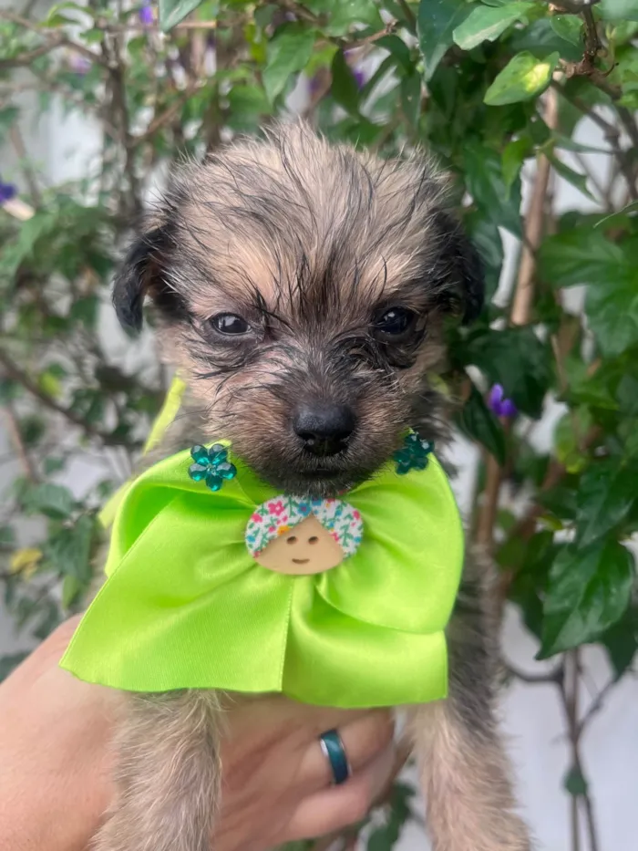 Cachorro ra a Mix de Lhasa idade Abaixo de 2 meses nome Maria Fernanda 