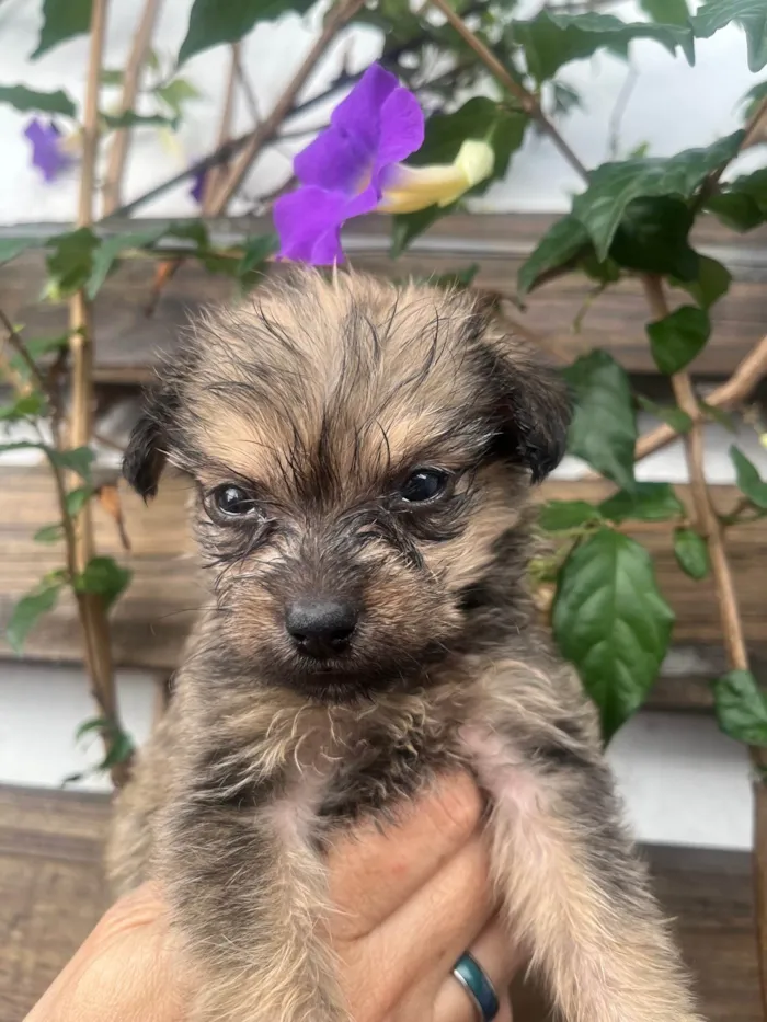 Cachorro ra a Mix de Lhasa idade Abaixo de 2 meses nome Maria Fernanda 
