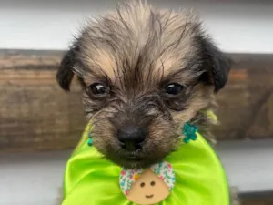 Cachorro raça Mix de Lhasa idade Abaixo de 2 meses nome Maria Fernanda 
