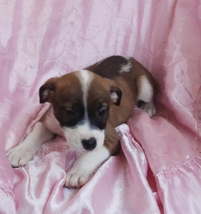 Cachorro ra a SRD-ViraLata idade Abaixo de 2 meses nome Sol