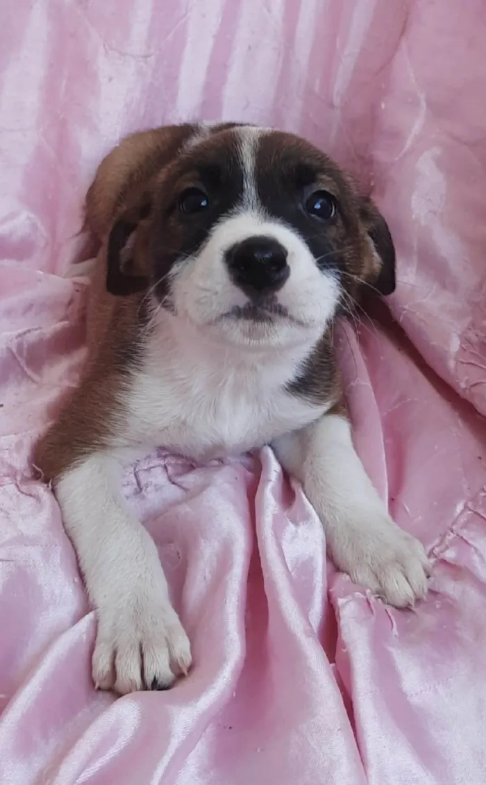 Cachorro ra a SRD-ViraLata idade Abaixo de 2 meses nome Sol