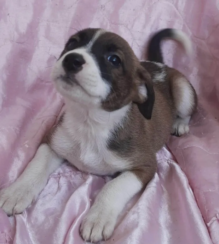Cachorro ra a SRD-ViraLata idade Abaixo de 2 meses nome Sol