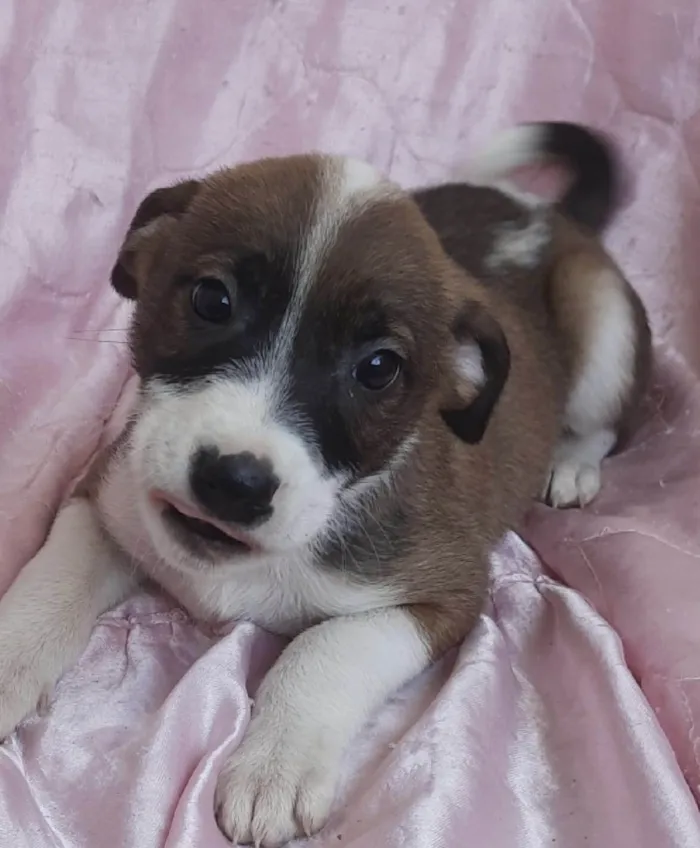 Cachorro ra a SRD-ViraLata idade Abaixo de 2 meses nome Sol