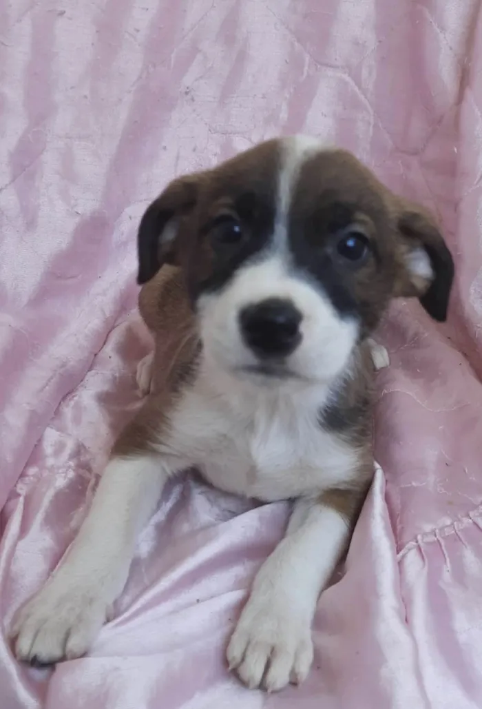 Cachorro ra a SRD-ViraLata idade Abaixo de 2 meses nome Sol