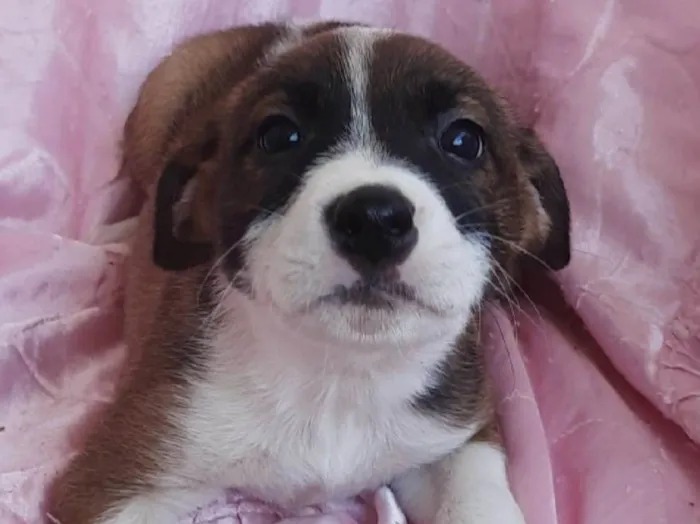 Cachorro ra a SRD-ViraLata idade Abaixo de 2 meses nome Sol