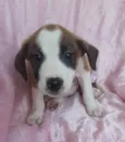 Lua