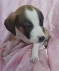 Lua