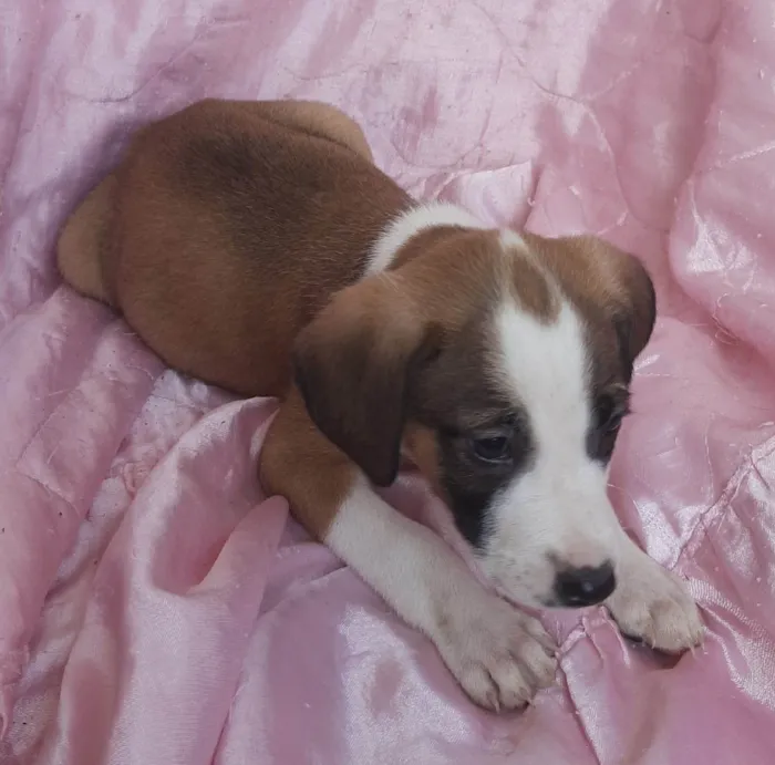 Cachorro ra a SRD-ViraLata idade Abaixo de 2 meses nome Lua