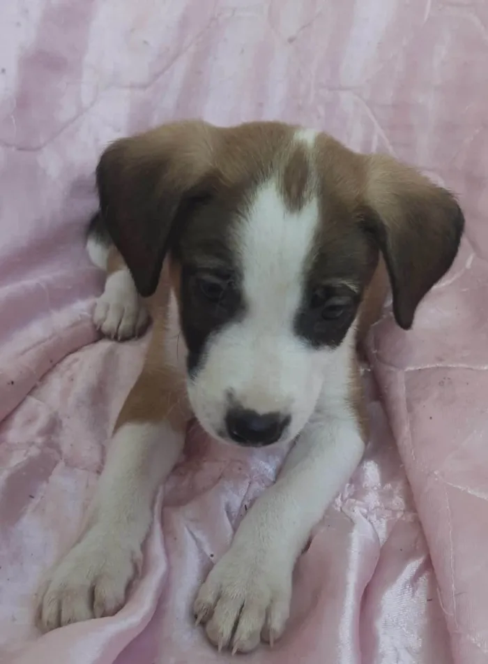 Cachorro ra a SRD-ViraLata idade Abaixo de 2 meses nome Lua