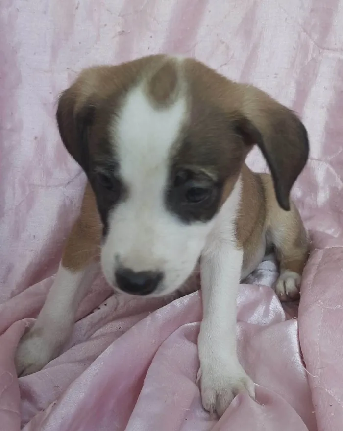 Cachorro ra a SRD-ViraLata idade Abaixo de 2 meses nome Lua