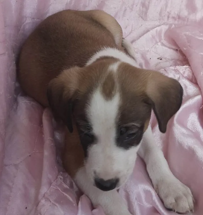 Cachorro ra a SRD-ViraLata idade Abaixo de 2 meses nome Lua