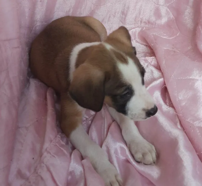 Cachorro ra a SRD-ViraLata idade Abaixo de 2 meses nome Lua