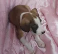 Lua