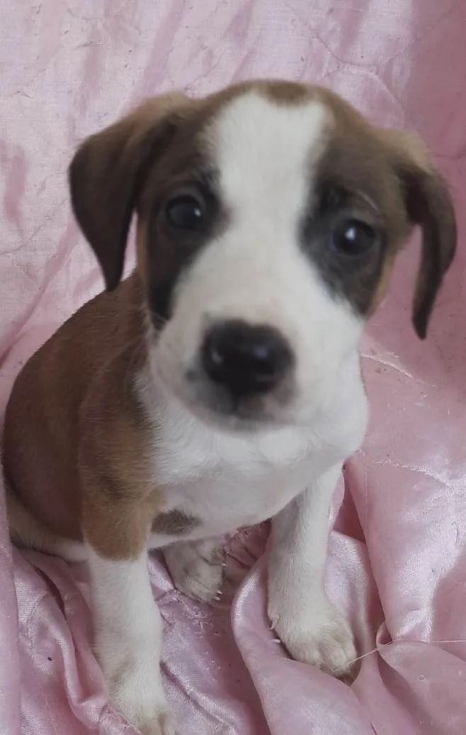 Cachorro ra a SRD-ViraLata idade Abaixo de 2 meses nome Lua