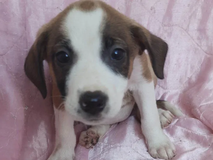 Cachorro ra a SRD-ViraLata idade Abaixo de 2 meses nome Lua